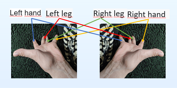 su jok scheme foot and hand areas on fingers Su Jok Scheme - Foot and Hand Areas on Fingers