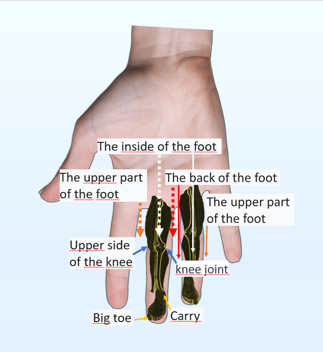 su jok scheme on the palm foot reflexology area Su Jok Scheme on the Palm: Foot Reflexology Area