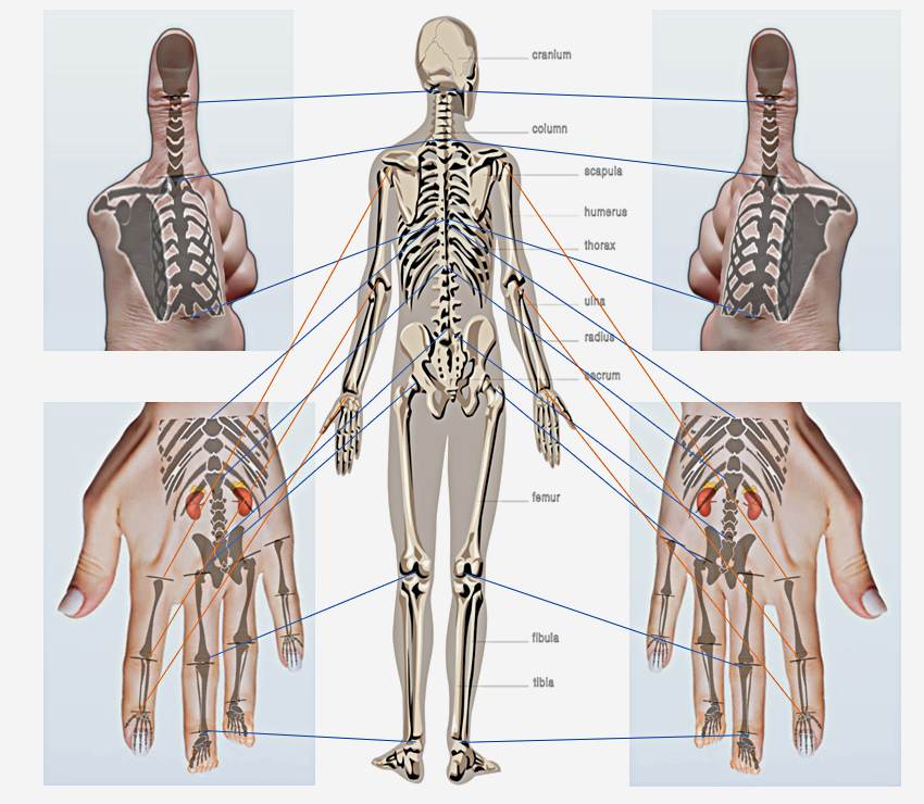 su jok scheme on the palm human bodys back side representation Su Jok Scheme on the Palm: Human Body's Back Side Representation