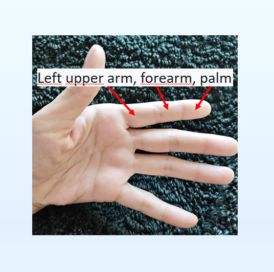 su jok scheme on the palm left arm area Su Jok Scheme on the Palm: Left Arm Area