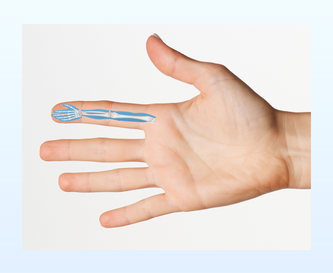 su jok scheme on the palm right arm area Su Jok Scheme on the Palm: Right-Arm Area